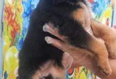 photo24134254457