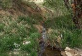 باغ3