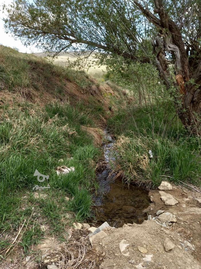 باغ3